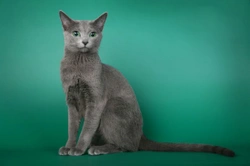 Breeding Cats: Comprehensive Guide to Keeping a Stud Cat