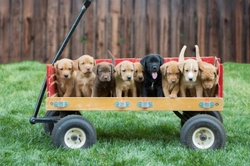 5 Essential FAQs for Buying a Puppy Safely in UK Lockdown 2025