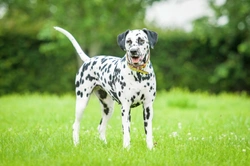 Training a deaf Dalmatian successfully