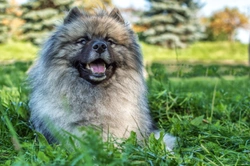 How primary hyperparathyroidism affects dogs