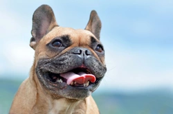 Five frequently asked questions about caring for a dog with BOAS