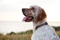 Living with a Deaf English Setter