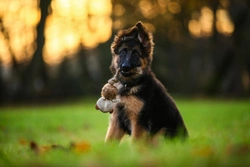 Time Needed for Puppy Care: A Guide for New Owners