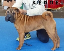 La storia dello Shar Pei e il racconto del suo salvatore