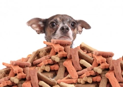 10 Ways to Minimise Weight Gain from Treats in Dogs & Puppies