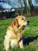 Retriever – 16. část