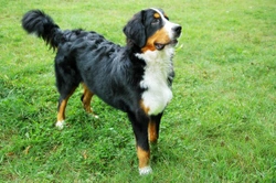 Greater Swiss mountain dog hereditary health and longevity
