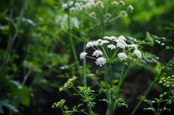 Protecting your dog from the “most poisonous plant in Britain”