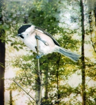 Sýkora babka – Parus (Poecile) palustris Linnaeus, 1758