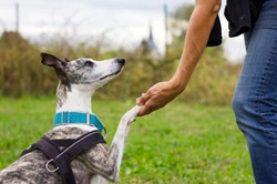 Best tips on dog psychology