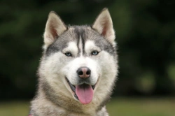 Dog Heat Cycle: Understanding Your Dog's Behavior
