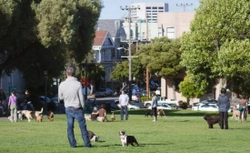 Si quieres tener más amigos pon un perro en tu vida