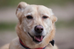 Snow nose in dogs - Loss of colour pigment