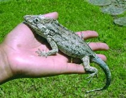 Chameleolis rytířský (Chamaeleolis barbatus – Iguanidae)