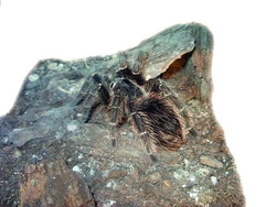 Lasiodora parahybana