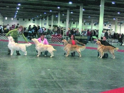 VELKÝ ÚSPĚCH ČESKÝCH GOLDEN RETRIEVRŮ CACIB BUDAPEŠŤ