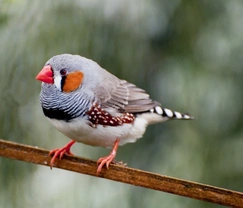 Bird Profile - Zebra Finch