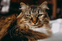 Strokes in Cats - Cerebrovascular Accident