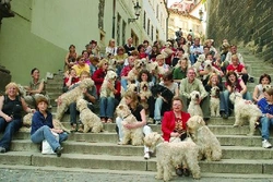 Wheaten Days 2005. Jaké byly?