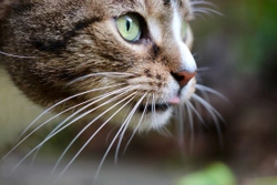 ¿Para qué le sirven los bigotes al gato?