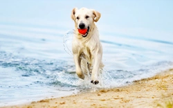 5 great things to do with your dog during the Easter break