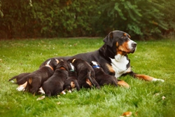 When do dogs come into heat and mate?