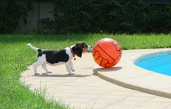 Outdoor Hazards That Threaten Your Puppy: Stay Safe Guide