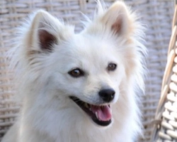 Adozioni cani: Penny, bianca e dolce volpina cerca casa
