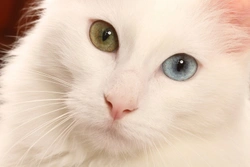 All about odd-eyed cats
