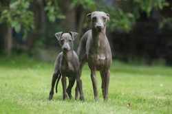 Does the Italian greyhound make for a good pet?