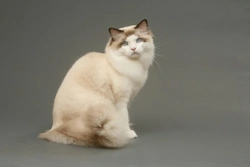 Five universal personality traits of the Ragdoll cat