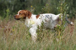 Dogs Communication Via Scent Marking