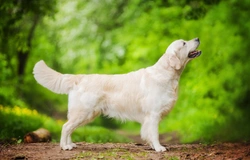 Recognising the warning signs of hairballs in dogs