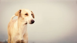 What is a landrace dog or landrace dog breed?