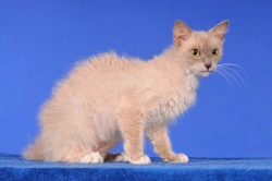 All about LaPerm cats in the UK, and what is required for pedigree registration