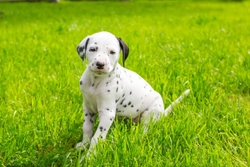 Things to consider if you have your heart set on a Dalmatian puppy