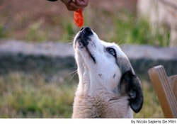 Alimentos para humanos que tu perro puede comer