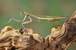 Is a praying mantis the right pet for you?