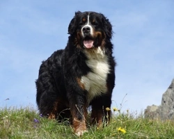 Bovaro del Bernese: carattere dei cuccioli, maschio e femmina