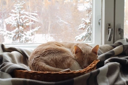 Když kočka hodně spí: může za to zima?