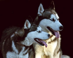 Cuccioli di Siberian Husky: in quali città si trovano cuccioli?