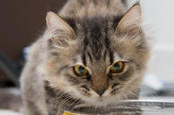 How to Tell if Your Cat is Dehydrated