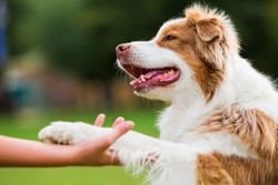 Potential reasons why your dog might be chewing their paws