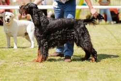 Six etiquette tips for dog show spectators