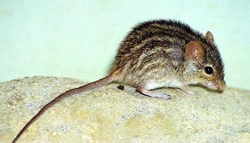 Myš zebrovaná (Lemniscomys barbarus, Linnaeus, 1766)