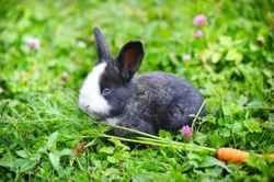 Looking After Rabbits - Quick Facts