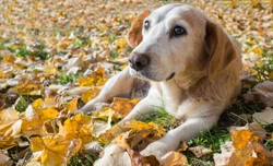 Transitional cell carcinoma in the dog