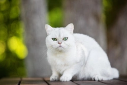 Hypercalcaemia in Cats