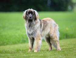 Leonberger Polyneuropathy (LPN1)