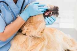 My Dog Lost a Tooth: What Should I Do?